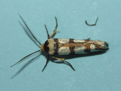 Cryptophasa insana
