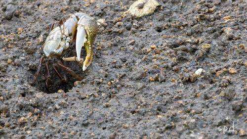 Northern Calling Fiddler Crab