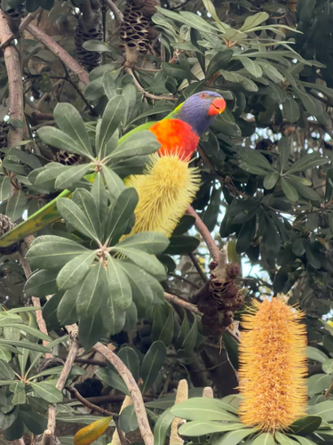 Rainbow Lorikeet