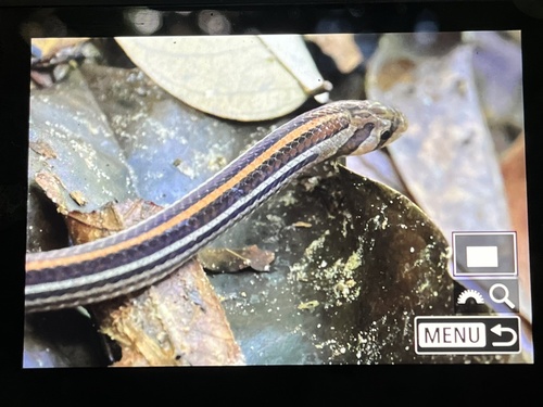 Oligodon octolineatus, 2026-06-14