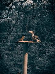 Ocyceros gingalensis