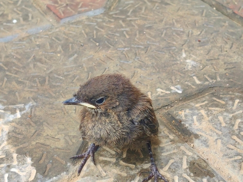Indian Robin