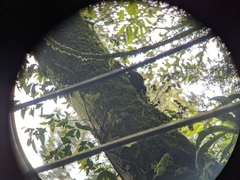 Tamiops maritimus formosanus