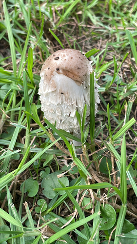Shaggy Mane