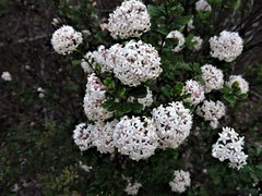 Pomaderris obcordata