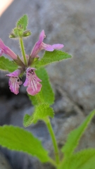 Stachys mexicana, photograph (c) Conquest, some rights reserved (CC BY)