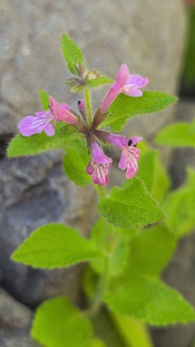 Stachys mexicana, photograph 6