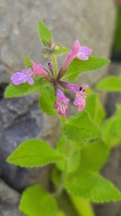 Stachys mexicana, photograph (c) Conquest, some rights reserved (CC BY)