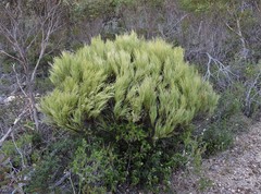 Melaleuca uncinata