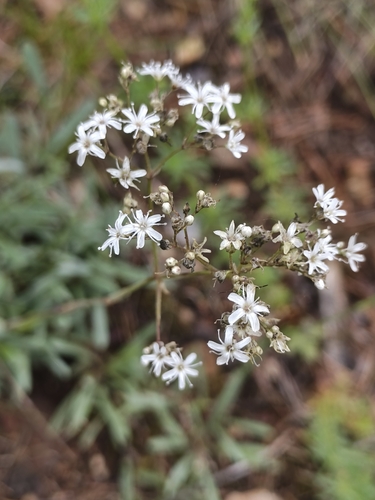 Gypsophila altissima (Gypsophila altissima)
