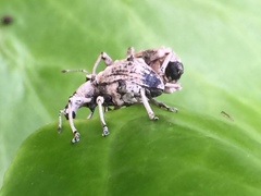 Dermatoxenus caesicollis