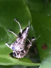 Dermatoxenus caesicollis