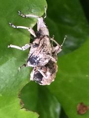 Dermatoxenus caesicollis