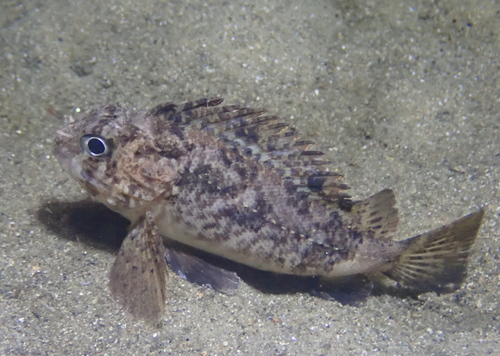 Gemarmerde bullrout (Centropogon marmoratus) — Tetrarogidae — 5