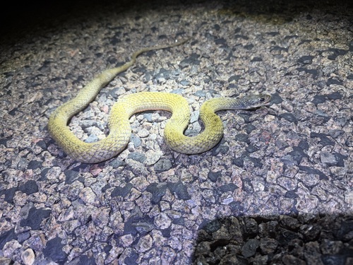 Common keelback