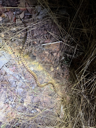 Black-headed Python