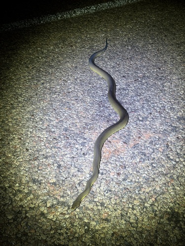 Water Python