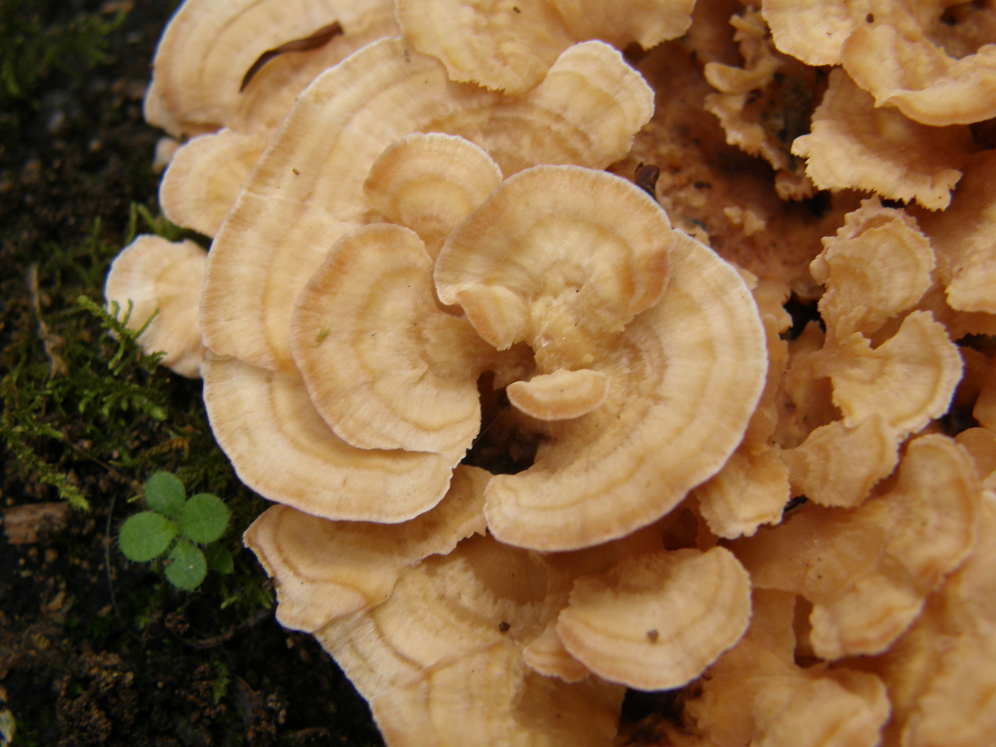 Antrodiella image
