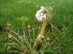 Taraxacum officinale