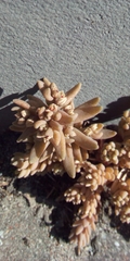 Crassulaceae
