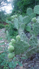 Opuntia olmeca