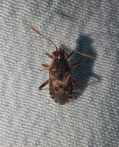 Hyaline Grass Bug