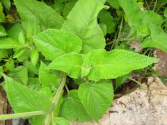 Salvia macrophylla