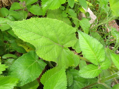 Salvia macrophylla
