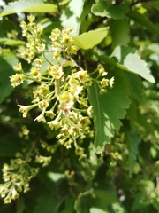 Hovenia dulcis