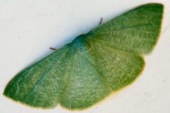 Prasinocyma ocyptera