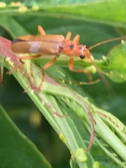 Lycocerus vitellinus
