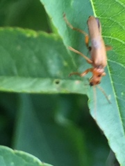 Lycocerus vitellinus