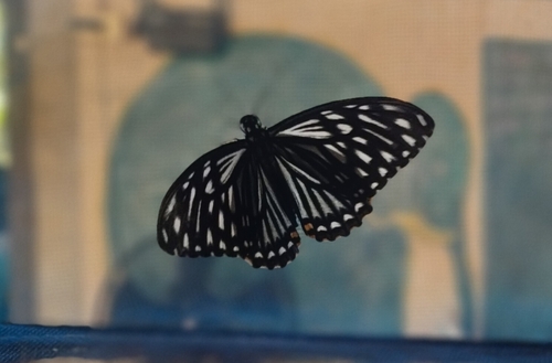 Common Mime Swallowtail