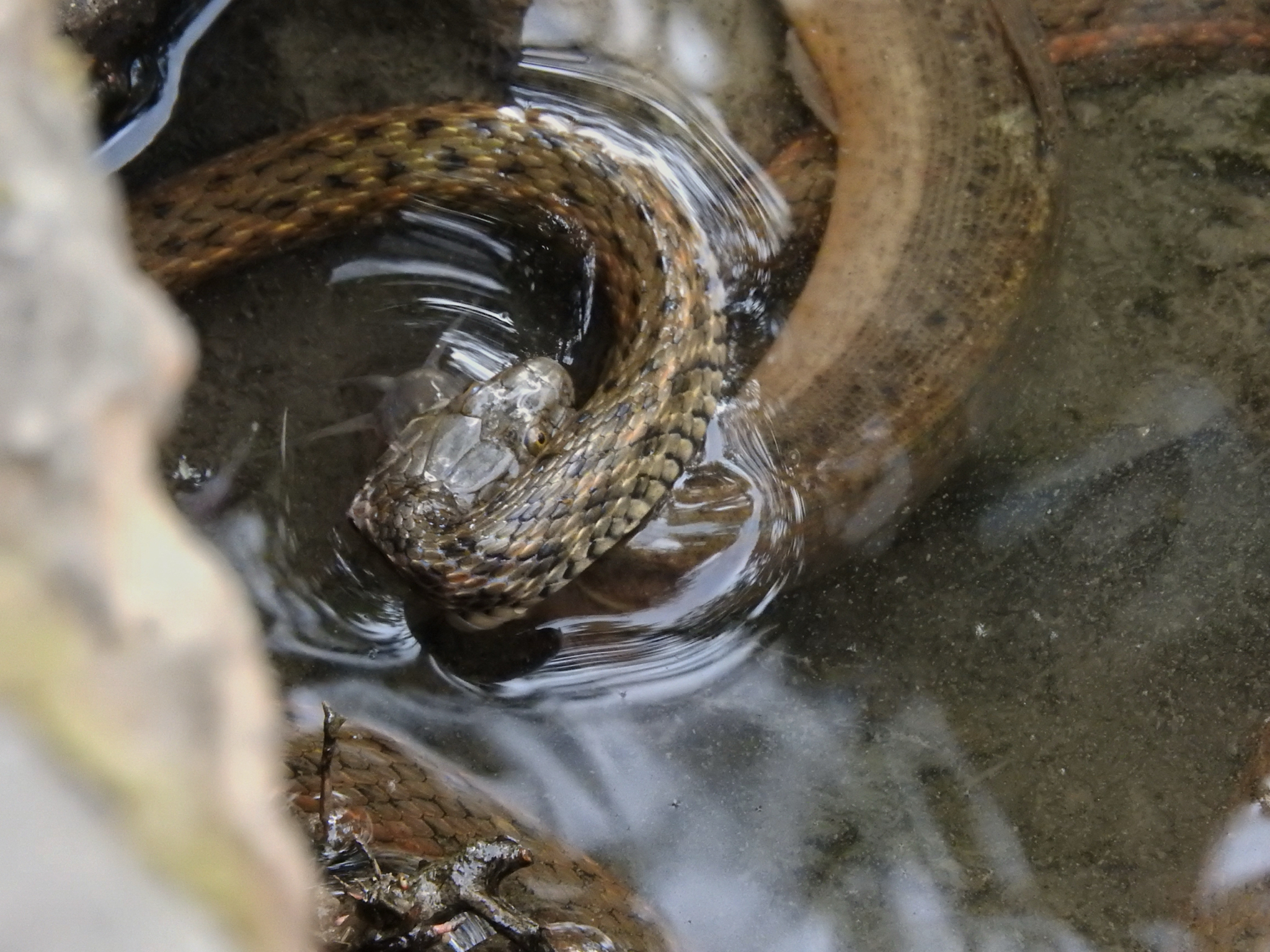 Yanbian Keelback Snake photo 2