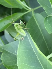 Tettigonia orientalis