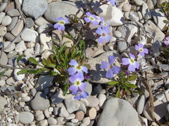 Malcolmia maritima