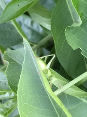 Tettigonia orientalis