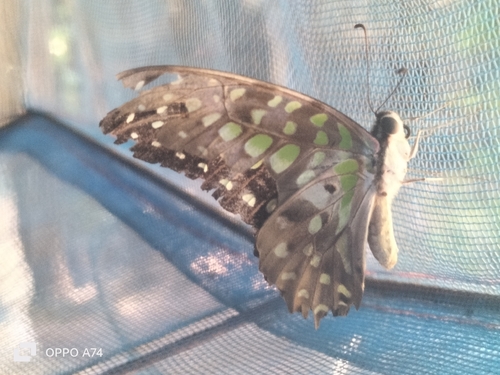 Tailed Jay