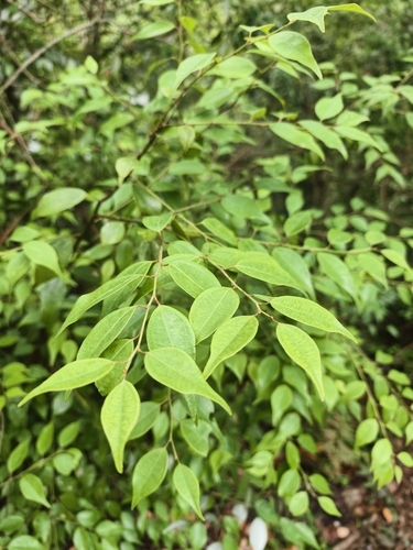 Lindera aggregata, photograph 1