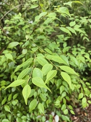 Lindera aggregata