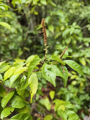 Lithocarpus konishii, photograph 3