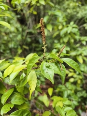 (c) Yinling Chen, some rights reserved (CC BY) Lithocarpus konishii, photograph (c) Yinling Chen, some rights reserved (CC BY)