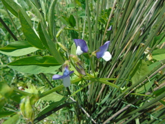 Vicia bithynica