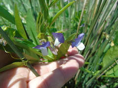 Vicia bithynica