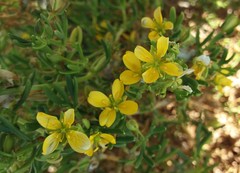 Roepera billardierei