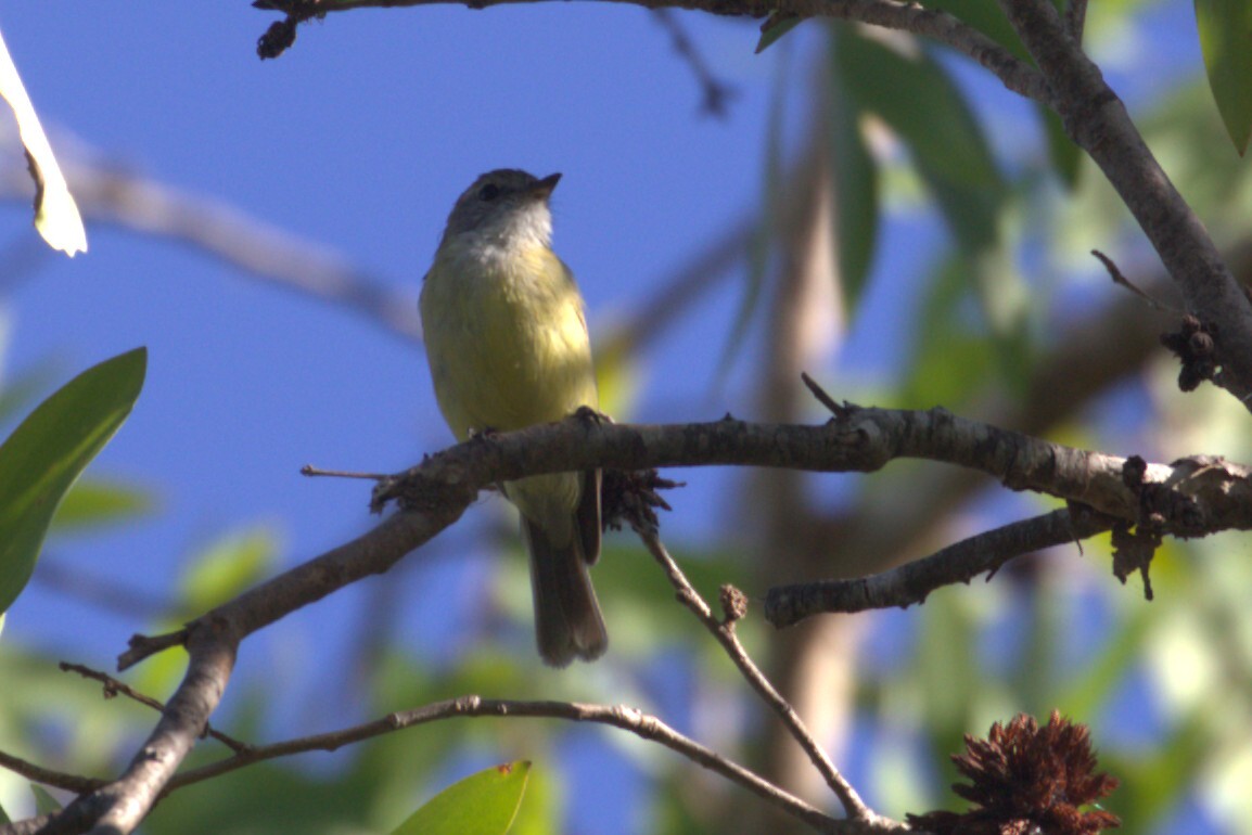 Lemon-bellied Flyrobin (Microeca flavigaster), photo 9