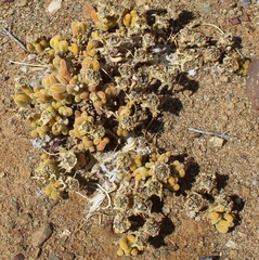 Drosanthemum framesii