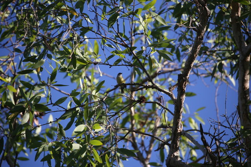 Lemon-bellied Flyrobin (Microeca flavigaster), photo 9