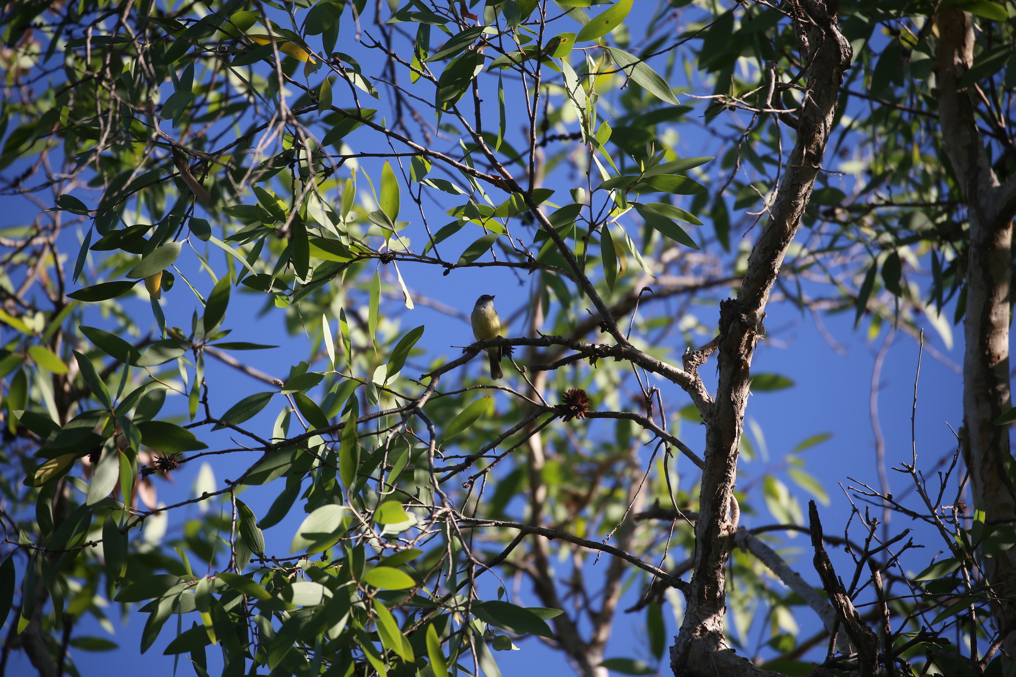 Lemon-bellied Flyrobin (Microeca flavigaster), photo 10