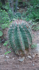 Ferocactus recurvus recurvus